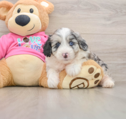 6 week old Aussiechon Puppy For Sale - Windy City Pups