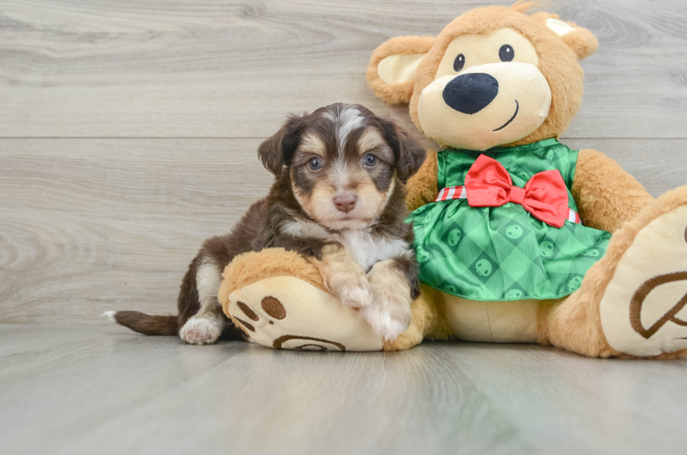 6 week old Aussiechon Puppy For Sale - Windy City Pups