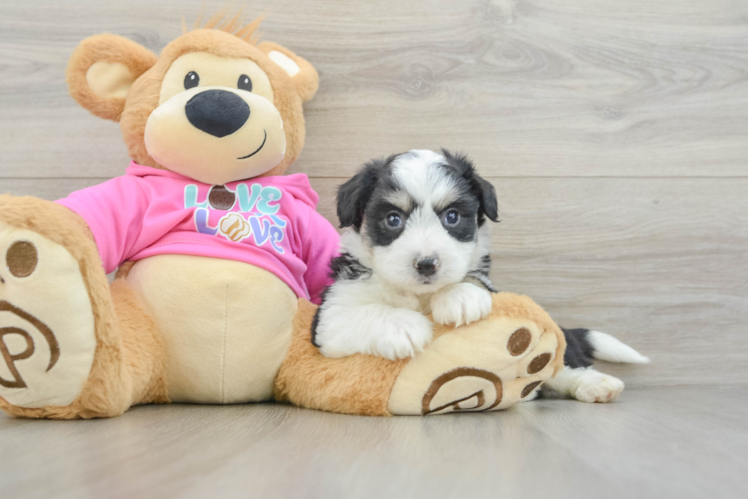 Aussiechon Puppy for Adoption
