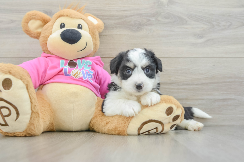 5 week old Aussiechon Puppy For Sale - Windy City Pups
