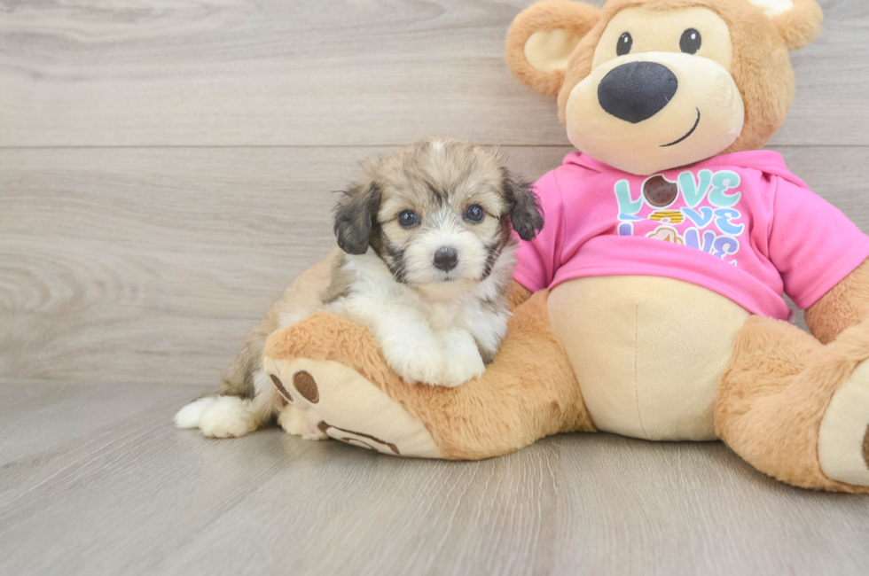 5 week old Aussiechon Puppy For Sale - Windy City Pups