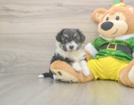 5 week old Aussiechon Puppy For Sale - Windy City Pups
