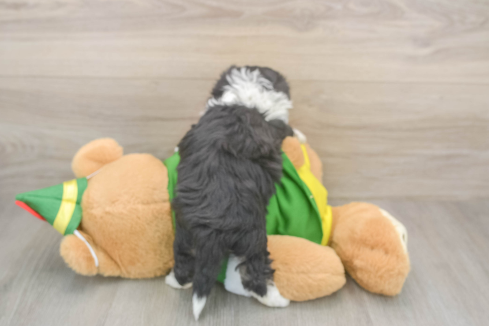 Cute Aussiechon Baby