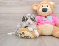 8 week old Aussiechon Puppy For Sale - Windy City Pups