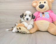 8 week old Aussiechon Puppy For Sale - Windy City Pups