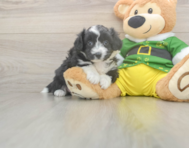 5 week old Aussiechon Puppy For Sale - Windy City Pups