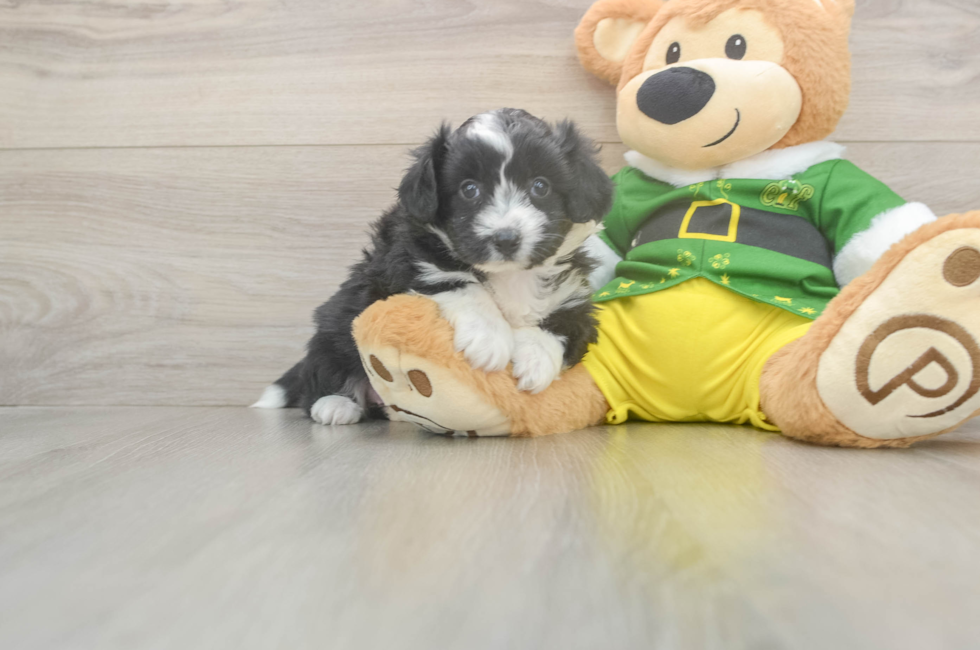 5 week old Aussiechon Puppy For Sale - Windy City Pups