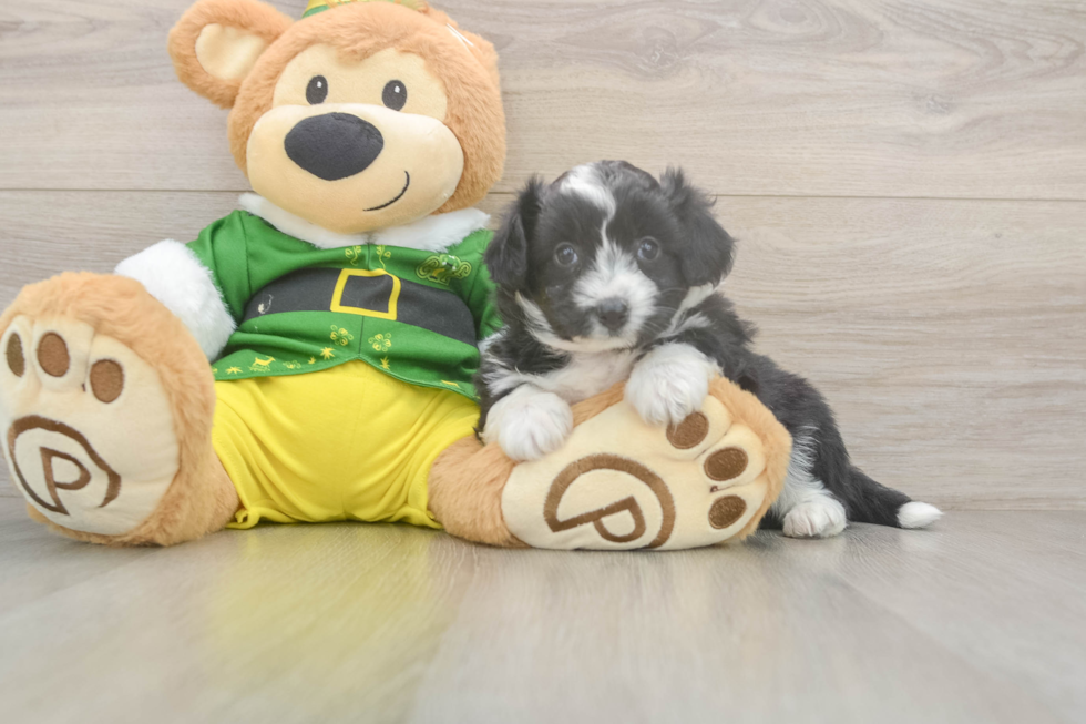 Aussiechon Puppy for Adoption