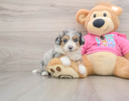 8 week old Aussiechon Puppy For Sale - Windy City Pups