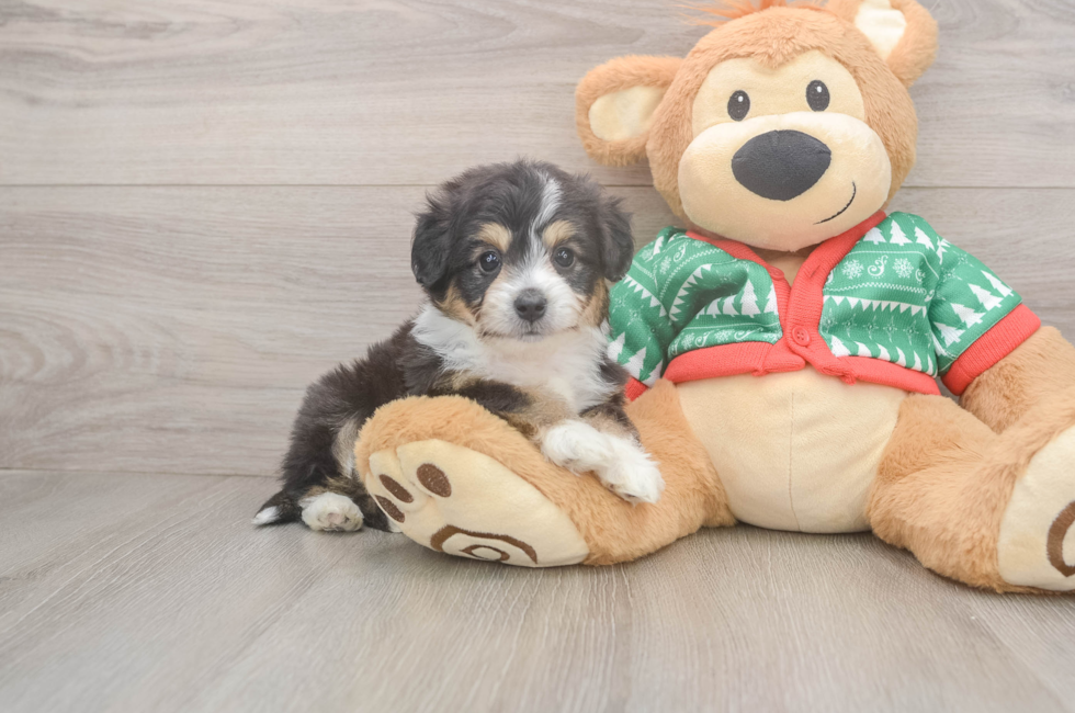 6 week old Aussiechon Puppy For Sale - Windy City Pups