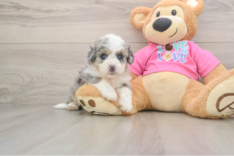Aussiechon Pup Being Cute