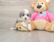 5 week old Aussiechon Puppy For Sale - Windy City Pups