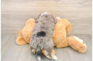 Sweet Aussiechon Baby