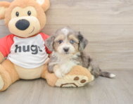 7 week old Aussiechon Puppy For Sale - Windy City Pups