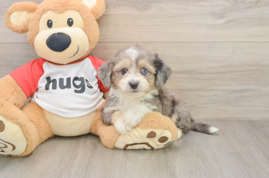 Best Aussiechon Baby