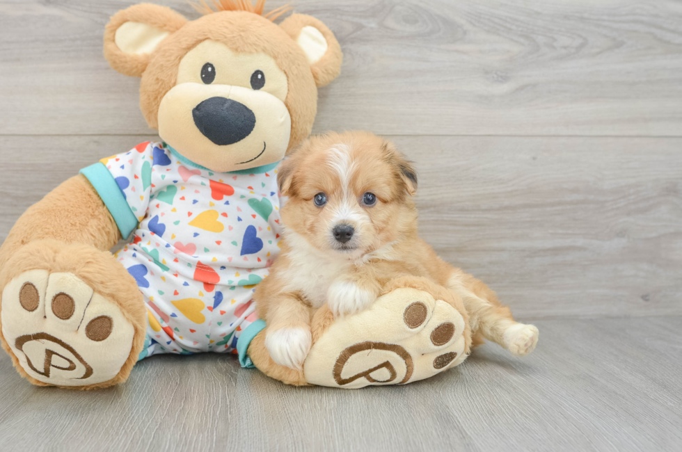 5 week old Aussiechon Puppy For Sale - Windy City Pups