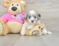 7 week old Aussiechon Puppy For Sale - Windy City Pups