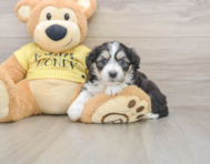 6 week old Aussiechon Puppy For Sale - Windy City Pups