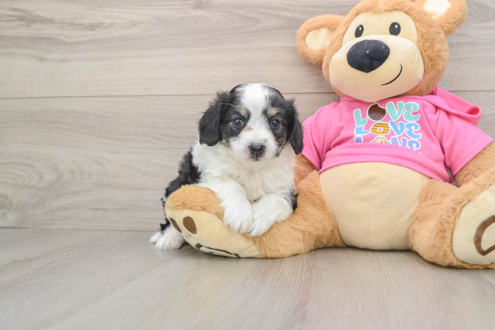 Small Aussiechon Baby