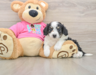 7 week old Aussiechon Puppy For Sale - Windy City Pups