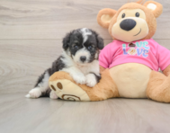 5 week old Aussiechon Puppy For Sale - Windy City Pups