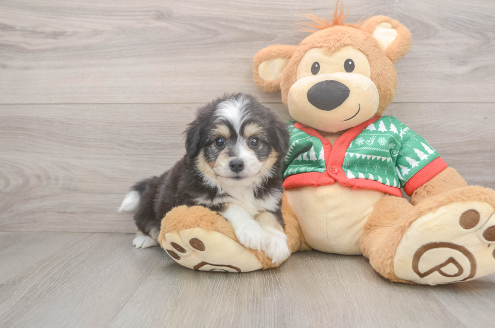 6 week old Aussiechon Puppy For Sale - Windy City Pups