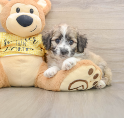 8 week old Aussiechon Puppy For Sale - Windy City Pups