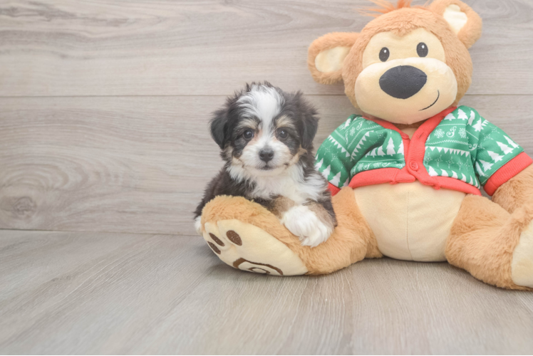 Friendly Aussiechon Baby