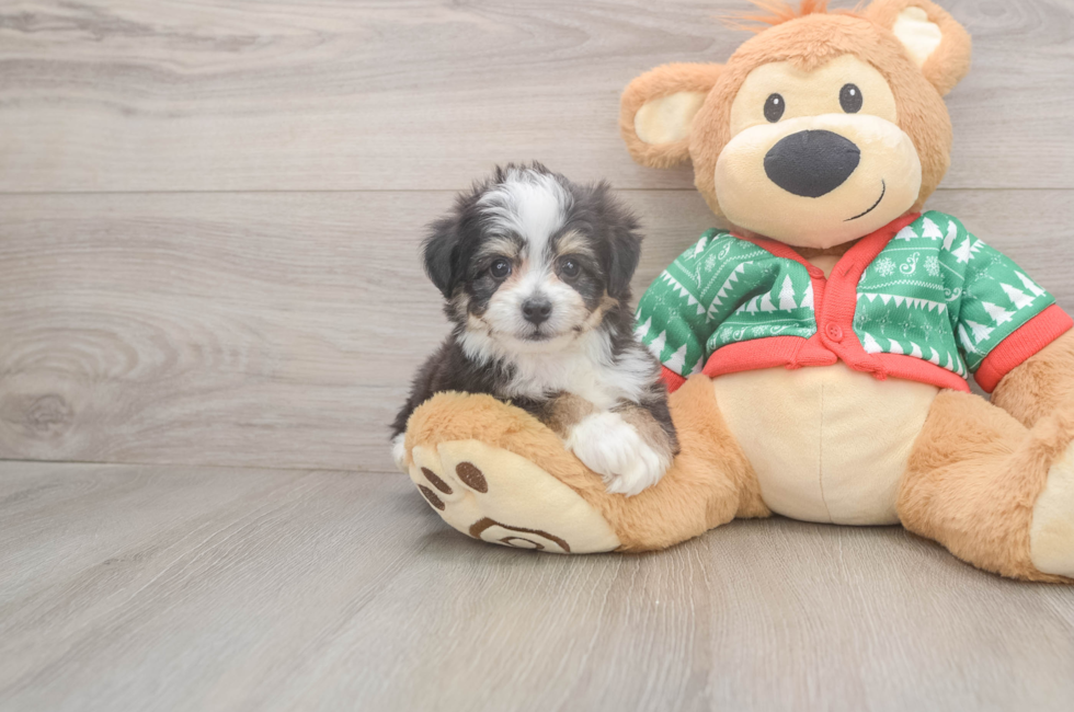 6 week old Aussiechon Puppy For Sale - Windy City Pups