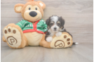 Little Aussie Bichon Designer Puppy