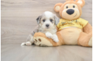 Playful Aussie Bichon Designer Puppy