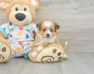 8 week old Aussiechon Puppy For Sale - Windy City Pups