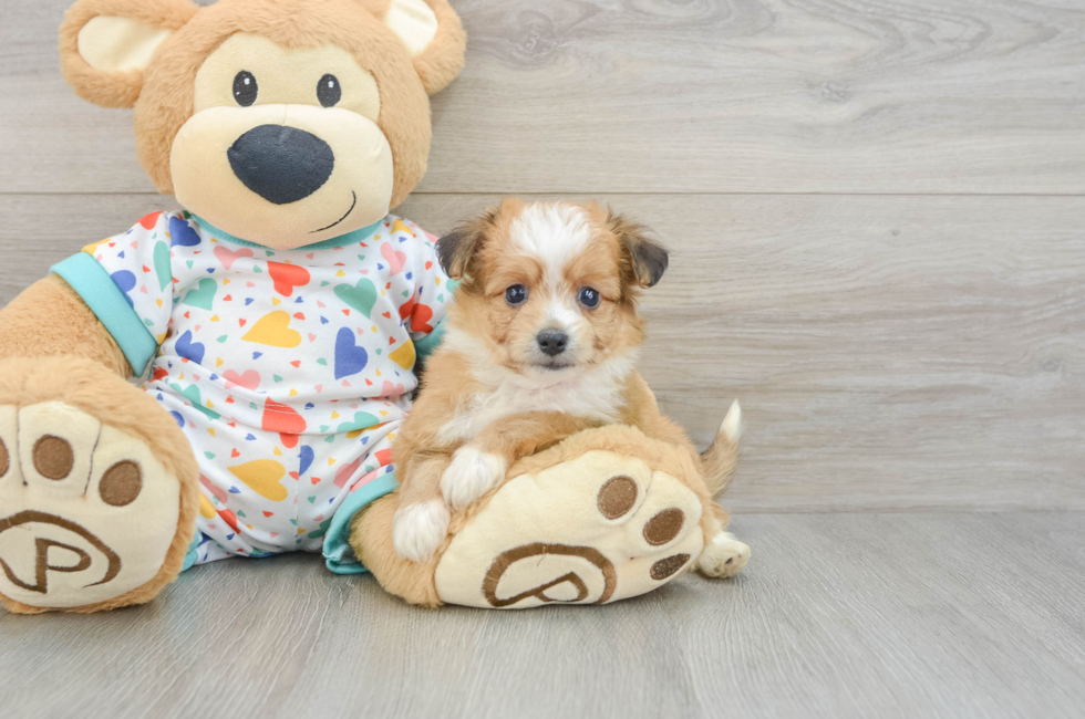5 week old Aussiechon Puppy For Sale - Windy City Pups