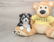 7 week old Aussiechon Puppy For Sale - Windy City Pups