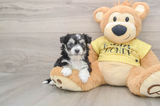 Aussiechon Pup Being Cute