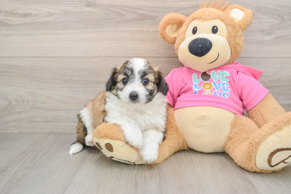 Best Aussiechon Baby