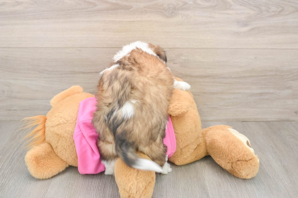 Best Aussiechon Baby