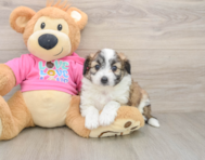 8 week old Aussiechon Puppy For Sale - Windy City Pups