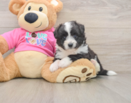 5 week old Aussiechon Puppy For Sale - Windy City Pups