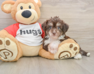 8 week old Aussiechon Puppy For Sale - Windy City Pups