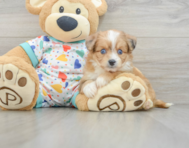 8 week old Aussiechon Puppy For Sale - Windy City Pups