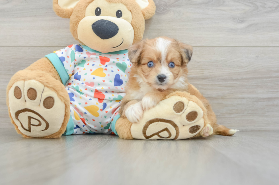 5 week old Aussiechon Puppy For Sale - Windy City Pups