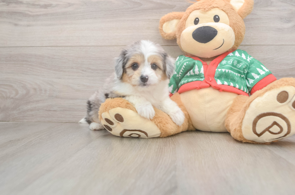 6 week old Aussiechon Puppy For Sale - Windy City Pups