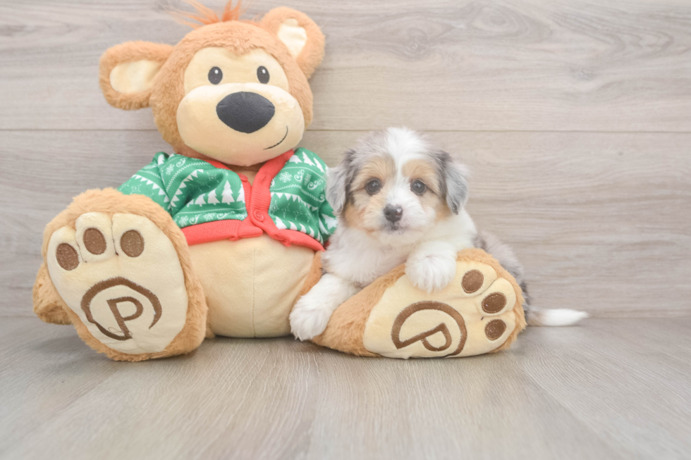 Smart Aussiechon Designer Pup