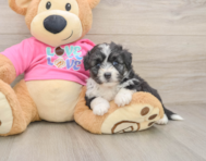 5 week old Aussiechon Puppy For Sale - Windy City Pups