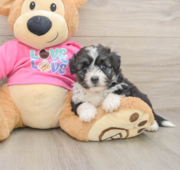 6 week old Aussiechon Puppy For Sale - Windy City Pups