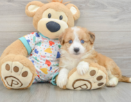 8 week old Aussiechon Puppy For Sale - Windy City Pups