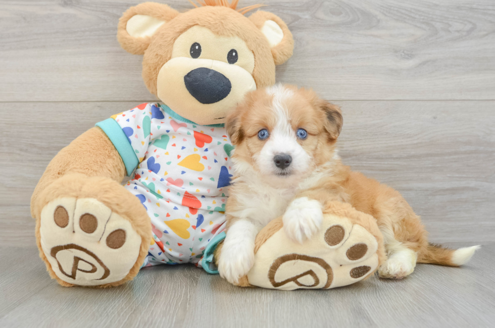 5 week old Aussiechon Puppy For Sale - Windy City Pups