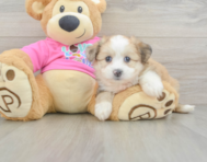 7 week old Aussiechon Puppy For Sale - Windy City Pups