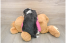 Best Aussiechon Baby
